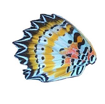 CETHOSIA SP HIND WING